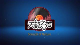 【天籁之声【Sounds of nature】【客家歌曲【Hakka Songs】【陈永淘【Chen Yong Tao】 - 鲜鲜河水【Fresh river water】