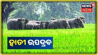 ଫସଲ ନଷ୍ଟ କଲେ ହାତୀପଲ | 03 Nov 2019