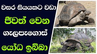 ගැලපැගොස් යෝධ ඉබ්බා | Galapagos Giant Tortoise | tv දෙසඳ