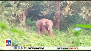 പി.എം 2 കൂട്ടില്‍; ഇനി പി.റ്റി.7 ​ | Palakkad Tusker 7 | Palakkad | Elephant | Forest