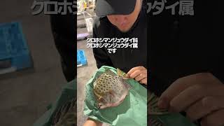 変な名前のレアな魚を自慢する #魚 #魚釣り #魚屋 #釣り #魚屋 #豊洲市場 #さかな