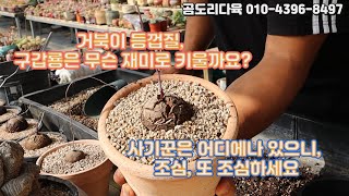 구갑룡과 관련된 국제 사기꾼 이야기, 항상 조심하셔야 해요 - 거북이 등껍질, 구갑룡은 어떤 매력이 있을까요? -  @Gomdori_hyunoona