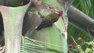 Birding the Dominican Republic 2016