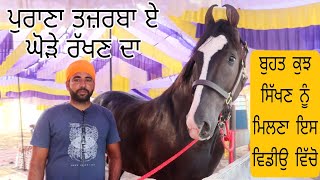 ਪੁਰਾਣਾ ਤਜ਼ਰਬਾ ਏ ਘੋੜੇ ਰੱਖਣ ਦਾ Stallion Sherbaaj Sired by Dilbagh Rania / Gill stud farm @shonkijatt