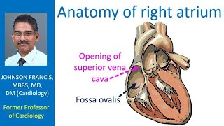 Anatomy of right atrium