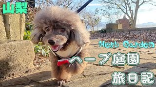 【愛犬とおでかけ山梨②】去年と今年のハーブ庭園旅日記(Herb Garden)散策と足湯◆後編2025年◆