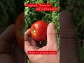 What Tomato Is Better Than The Roma? You May Be Surprised | #shorts