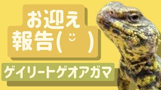 『お迎え報告！ゲイリートゲオアガマ』が、我が家の一員になりましたっ♫