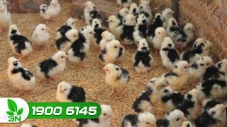 Nằm lòng những bí quyết chăm sóc gà con để đạt hiệu suất cao | VTC16
