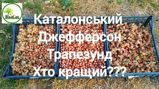 Каталонський Джеферсон Трапезунд Хто кращий???