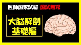 【医師国家試験】 大脳実質の解剖（基礎編）