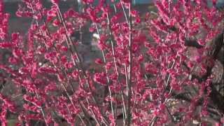 Cute plum-blossoms in Ikegami Baien