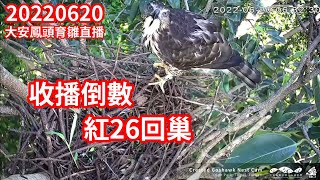 20220620 收播倒數 紅26回巢  - 大安森林公園鳳頭蒼鷹育雛直播