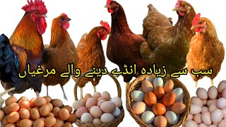 سب سے زیادہ انڈے دینے والے مرغیاں