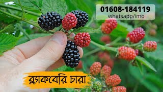 ব্ল্যাকবেরি চারা ।। Blackberry Plant ।। 📞01608184119