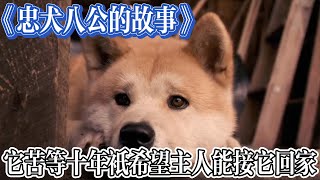 忠犬八公—狗狗不知道生离死别，它只是在等主人接他回家#美国 #电影 #狗狗 #催泪