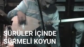 Sürüler içinde sürmeli koyun (canlı performans)