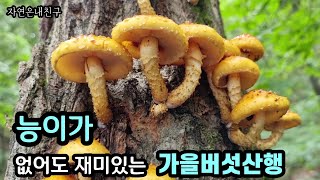 능이산행,뽕나무버섯,개암버섯,노란끈적버섯,검은비늘버섯,는쟁이냉이(산갓)