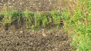 grey francolin