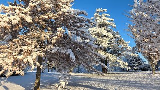 Winter Wonderland,  Sackville NB, December 2024