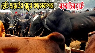 @ ২৩ জানুয়ারি।। ইন্ডিয়া থেকে পার হয়ে আসা হেভি ওয়েটের গরুর প্রচুর আমদানি বড়বাড়ির হাটে।।