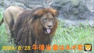 【ライオン】午前当番はネオ君🦁　2024/8/28　とべ動物園