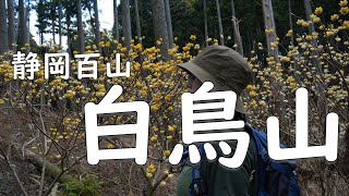 静岡百山【 白鳥山 】ミツマタ を見にゆる山登山♪山梨百名山【ふたり登山】静岡県 山梨県