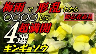 【花】キンギョソウの育て方・切り戻し