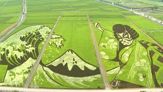 Japanese rice paddies transformed into works of art | AFP