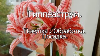 Гиппеаструм: покупка, предпосадочная обработка, посадка.