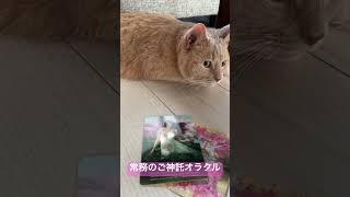 🐈今日のあなたを占いました🐈猫の常務のオラクル占い🔮#占い #恋愛 #猫 #オラクルカード