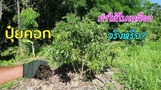 ปุ๋ยคอกทำให้ใบเหลืองจริงหรือ แชร์ความคิดเห็นจากการประสบการณ์ตรงครับ