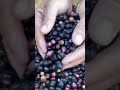 do you know this wild fruits satisfying shortsvideo