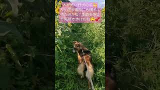 【保護犬めぐちゃん】秋の向日葵お散歩…人が居る場所にも慣れてきたのかな？