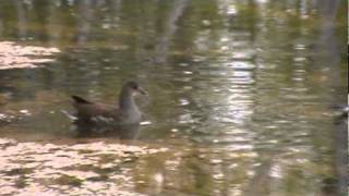 Common Moorhen