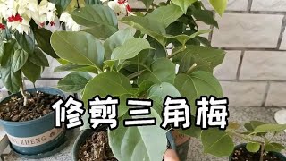 僵苗的三角梅重新处理后枝繁叶茂，及时修剪枝条，调整株型发侧芽