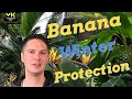 How to protect banana plants over winter MUSA BASJOO