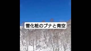 岐阜の白鳥高原にて　　　　　　　　　　　#雪化粧#雪景色#美しい風景#癒しの風景