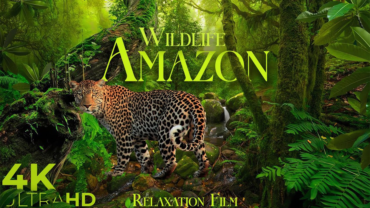 Amazon Wildlife 4K • Scenic Relaxation Film With Peaceful Relaxing ...