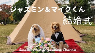 【ゴールデンレトリバー】ジャスミン＆マイクくんの結婚式