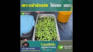 วิธีการเพาะผักสลัดง่ายๆ ให้โตเร็ว แข็งแรง ได้ผล100%