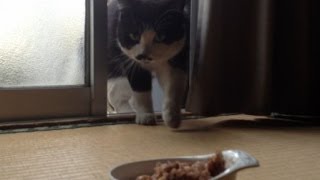 朝食はちょっと良い猫缶