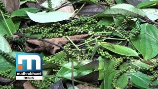 മഴയില്‍ കുരുമുളക് കര്‍ഷകര്‍ക്കും വ്യാപക നഷ്ടം| Mathrubhumi News