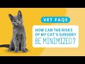 How Does Your Veterinarian Minimize the Risks for Your Cat's Surgery?