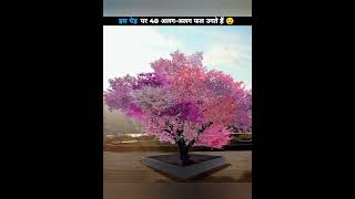 इस पेड़ पर 40 फल उगते हैं 😲 | 40 Fruits Grow On This Tree | Rishi Facts | #shorts #ytshorts