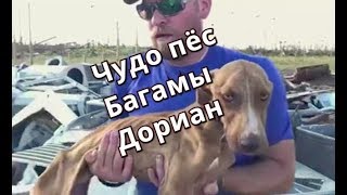 Ураган Дориан Багамская чудо собака!