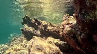 Introduction to advanced snorkeling among rocky labyrinths.