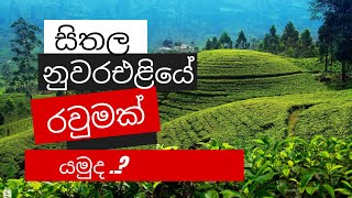 සිතල නුවරඑළියේ යමුද රවුමක්  | Nuwara Eliya Vlog | Trip to Nuwara Eliya |Joyful Day