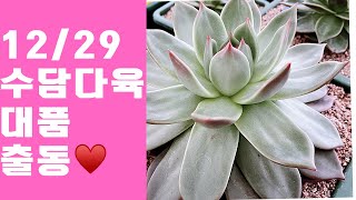 12/30♥️ 수담의다육 #대품#몰게인금#맥라이징#금다육이 #금다육판매 #김천#다육농장