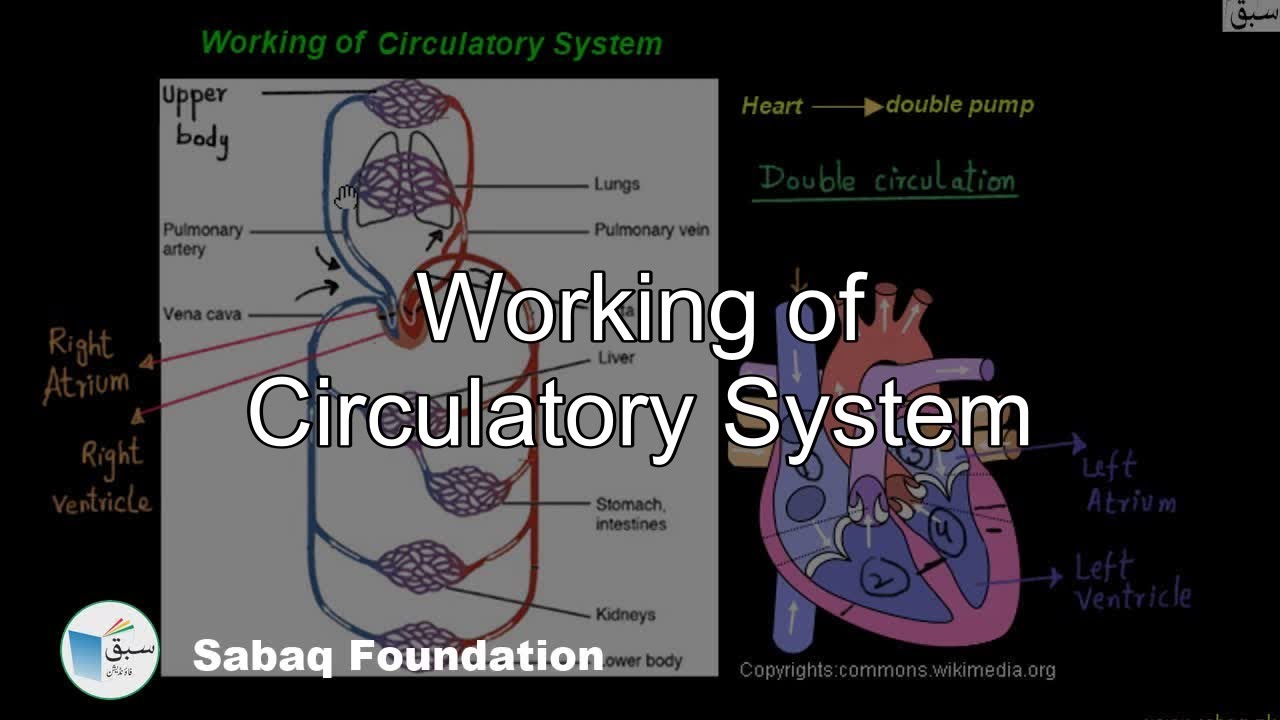 Working Of Circulatory System, General Science Lecture | Sabaq.pk - YouTube